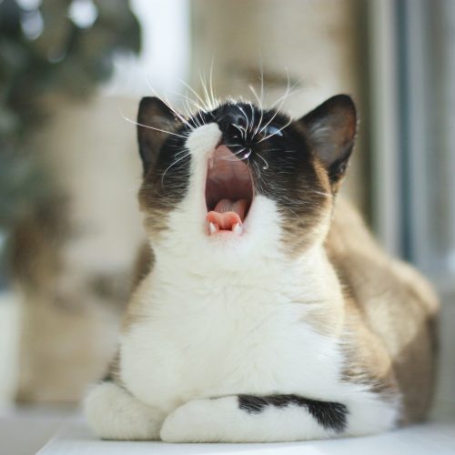 cat anxiety- yawning cat