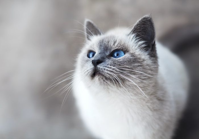 Why is Microchipping a must? - blue eyed cat