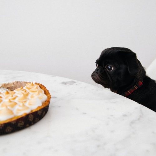 pets and chocolate - dog looking at pie
