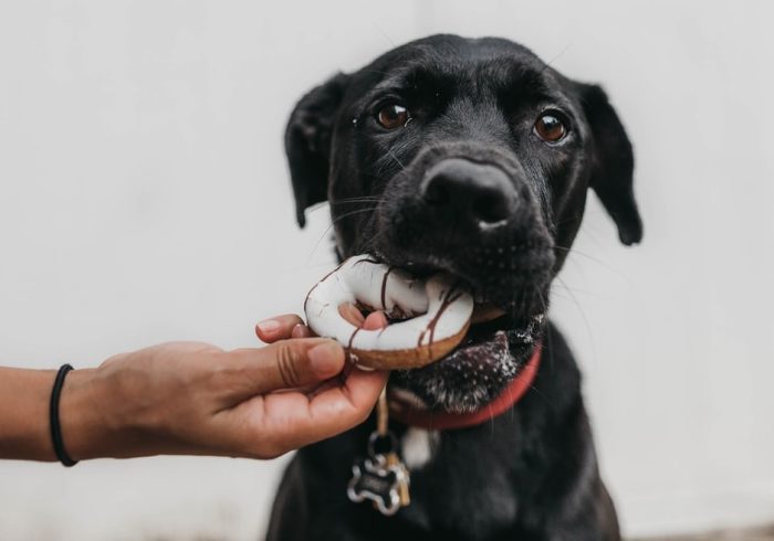 pets and chocolate - dog eating biscuit