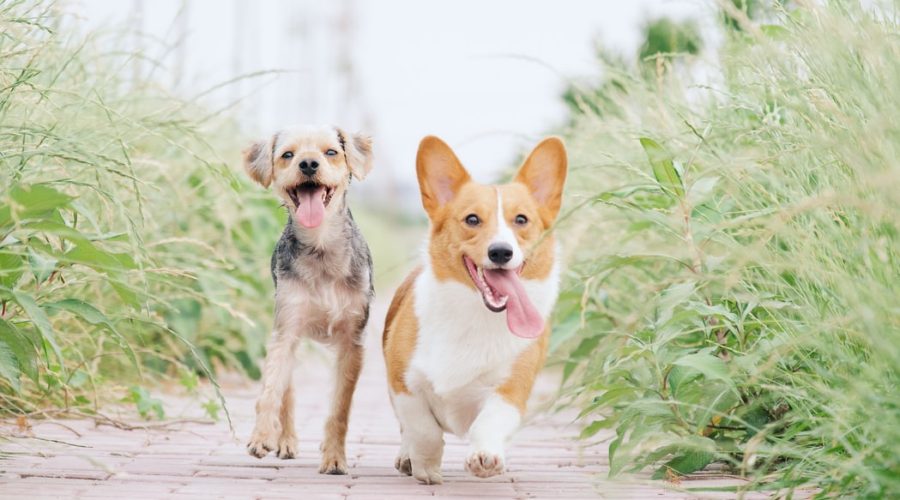 Make Your Yard Dog Friendly - running dogs