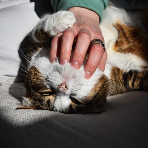 Reasons to Bring Your Cat to the Veterinarian - hand rubbin cats chin on a bed