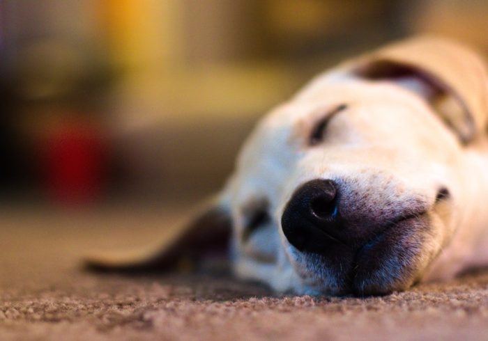 Keeping Your Senior Dog Active - sleeping Labrador dog