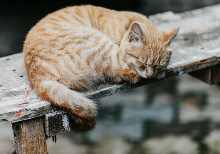 cat anxiety - cat on bench