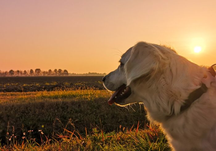 annual dog vaccinations - yellow lab at sunset