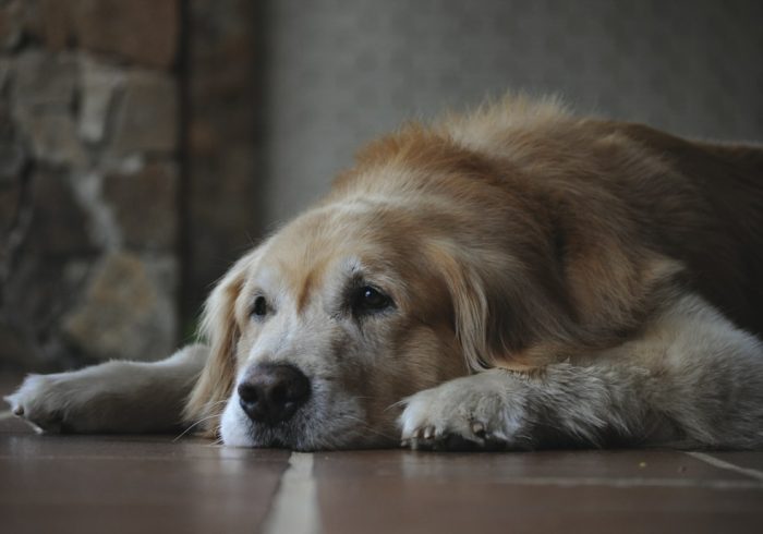 Pet Euthanasia - sleeping labrador