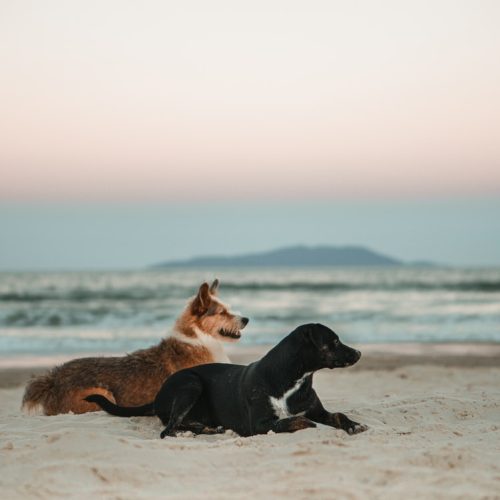 Hearing Loss In Dogs - two dogs on the beach