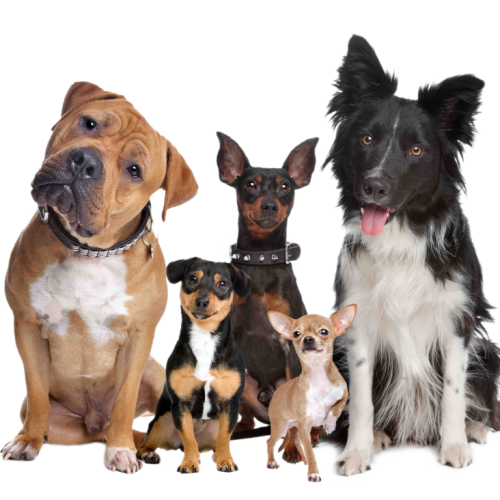 animal doctor - variety of dog breeds