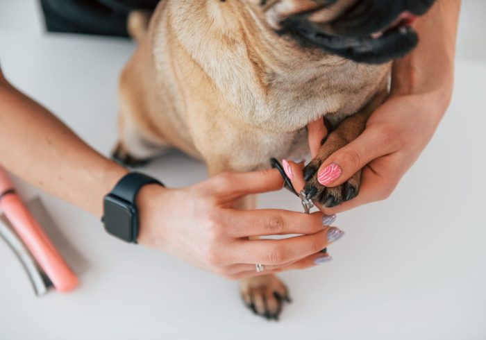 Procedure of cutting the nails. Pug is in the grooming salon with veterinarian that is in black clothes.