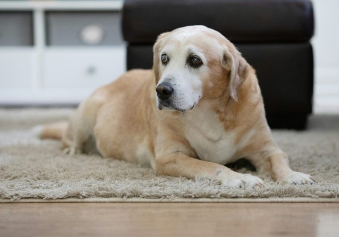 elderly do with painful joints on a carpet