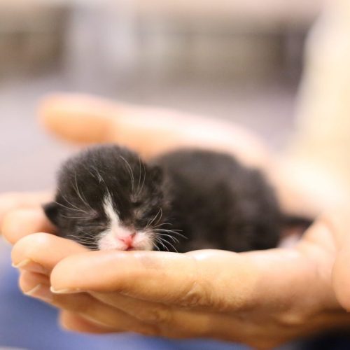 The House Call Vet – Mobile Vet mobile vet - kitten in palms