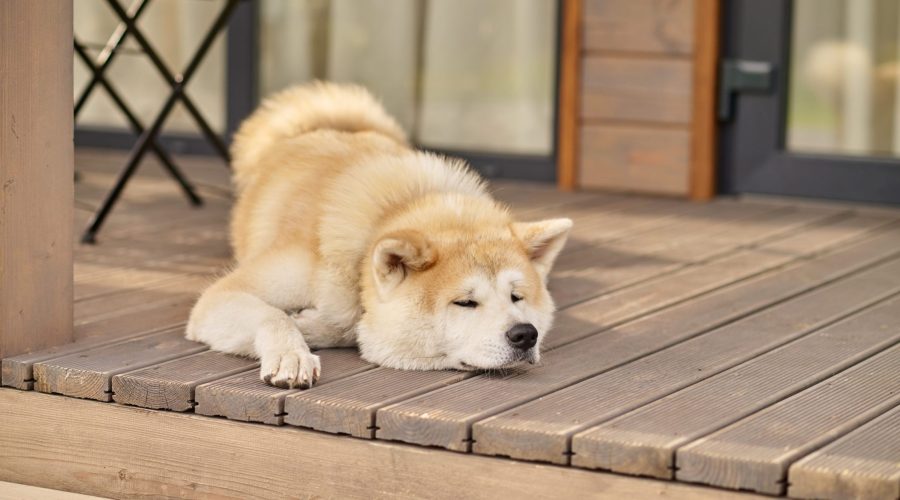 arthritis in dog - Shiba inu dog lying sleeping on porch of house