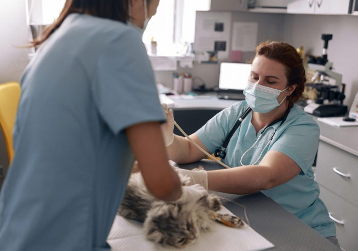 Skilled doctor performs ultrasound investigation of cat abdominal organs while assistant holds animal in vet clinic office. Medical care of pets