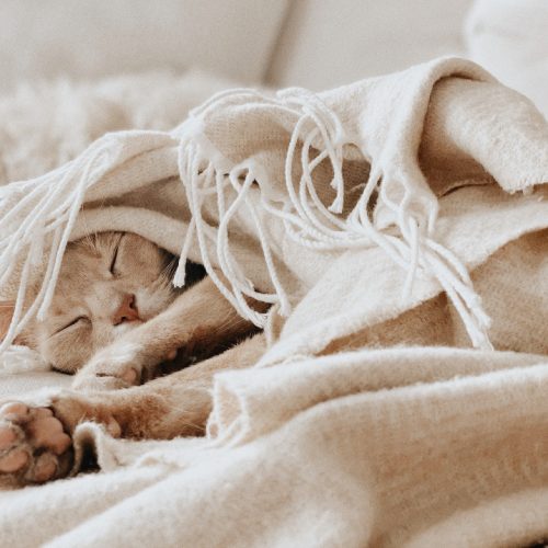 Can Pets Get Colds? - cat lying in blanket