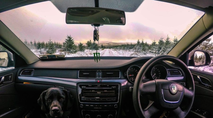 Travelling With Your Pets - dog in car