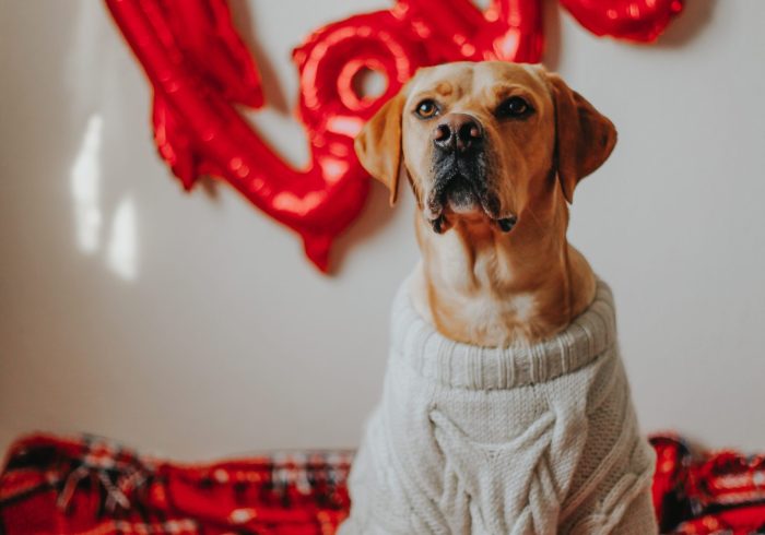 Celebrating Valentine's Day With Your Pet - dog in jumper with red love alloons