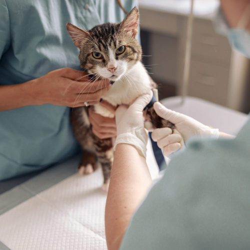 Does Your Pet Have Allergies? - vet holding cats paw