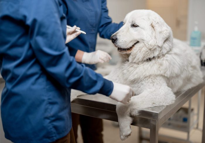 arthritis in dogs - Veterinarians inspecting the eyes of a dog in vet clinic