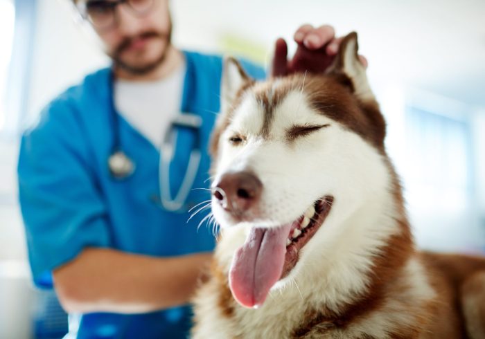 Keeping Your Senior Dog Active - husky at vet