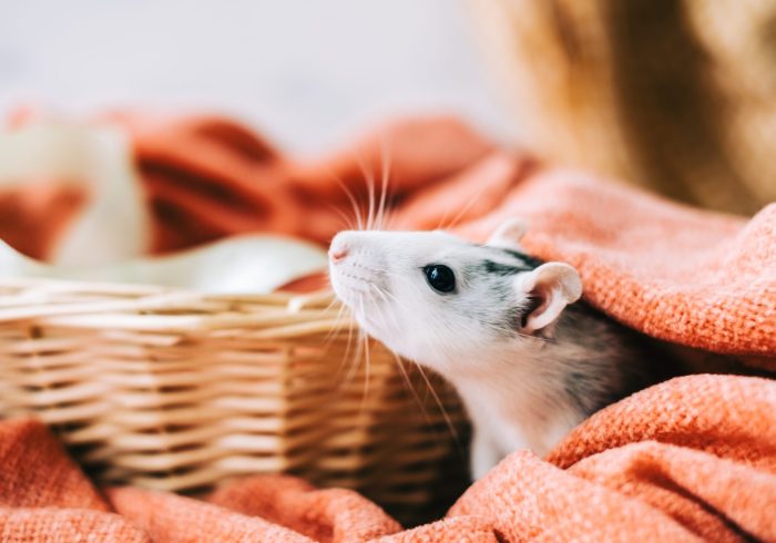 White funny decorative home rat sniffs the area on orange plaid.