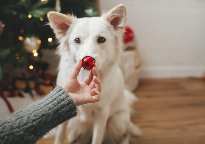 woman-hand-holding-christmas-red-bauble-at-cute-do-2022-10-25-00-06-34-utc-min